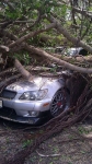 Large tree falls down and damages 9 cars including mines in the facility parking lot where I work at. Roughly 9.5k worth in repair. Reborn 3 months later #2ndchances